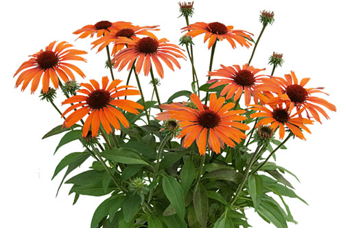 Echinacea SunMagic Vintage Orange Echinacea SunMagic Vintage Orange
