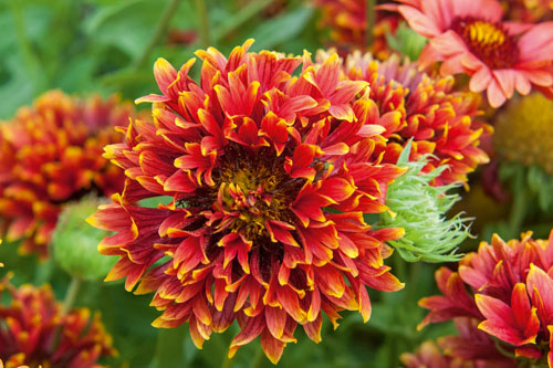 Sommertopf: Gaillardia SUN BUDDIES Double Flame