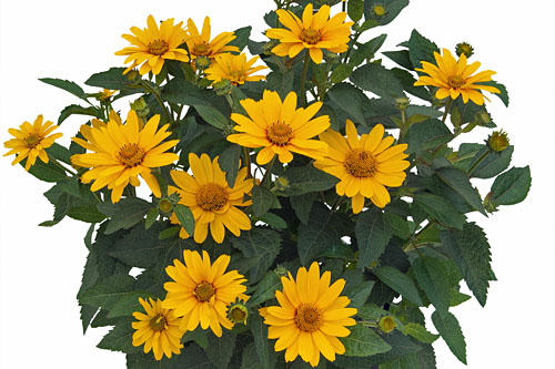 Heliopsis  Sole Magica