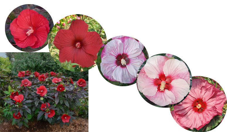 Hibiscus Hibiscus
