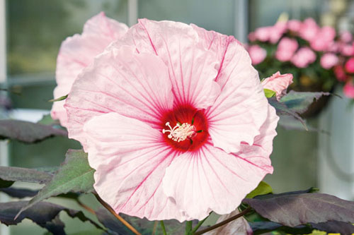 Hibiscus SUMMERIFIC Dark Mystery