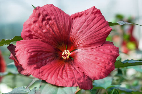 Hibiscus SUMMERIFIC Holy Grail