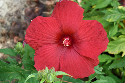 Hibiscus SUMMERIFIC My Valentine