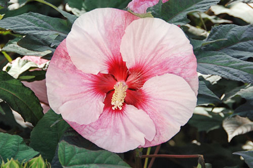 Hibiscus SUMMERIFIC Perfect Storm