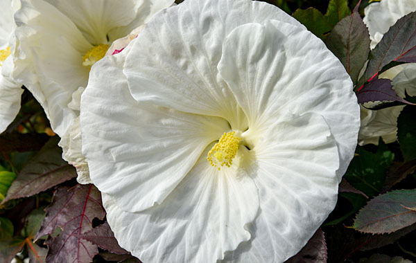 Hibiscus SUMMERIFIC Cookeis and Cream