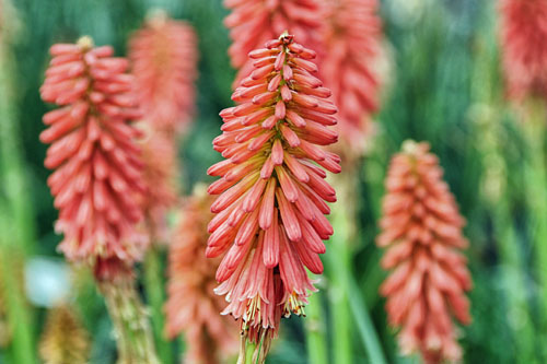 Kniphofia POPSICLE Red Hot