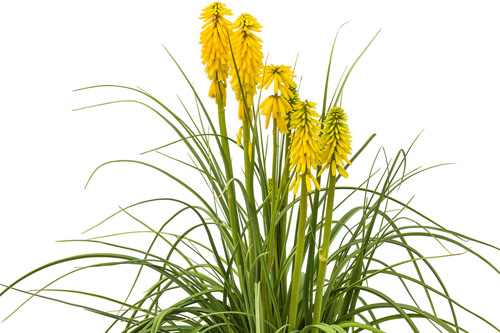 Kniphofia  Solar Flare