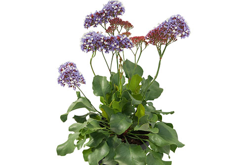 Limonium  Purple Parachute