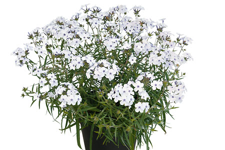 Phlox Summerstar White