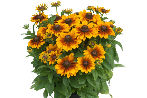 Sommertopf: Rudbeckia SmileyZ Spice Sommertopf: Rudbeckia SmileyZ Spice