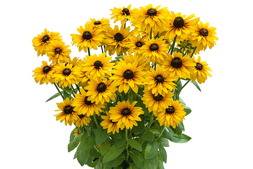 Rudbeckia SMILEYZ Double Gold Smiley