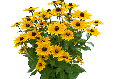 Rudbeckia SMILEYZ Golden Smiley