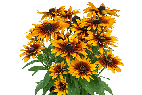 Rudbeckia SMILEYZ Laughing Smiley