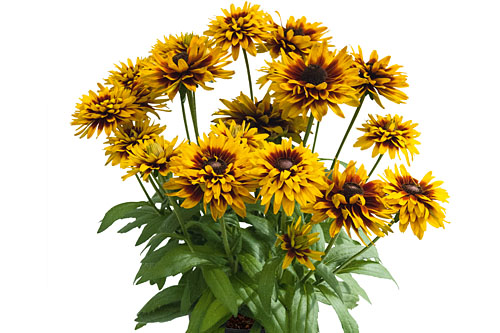 Rudbeckia SMILEYZ Loving Smiley