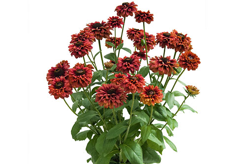 Rudbeckia SMILEYZ Red Smiley