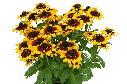 Rudbeckia SMILEYZ Step Up Smiley