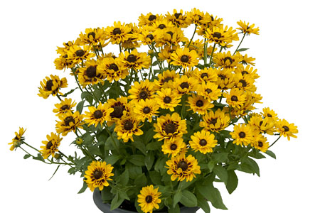 Rudbeckia SmileyZ Giggling