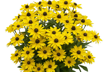 Rudbeckia SmileyZ Sunny