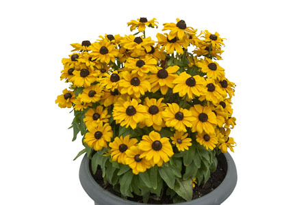 Rudbeckia SmileyZ Sweet