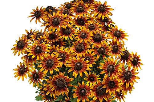 Rudbeckia SUMMERINA Orange