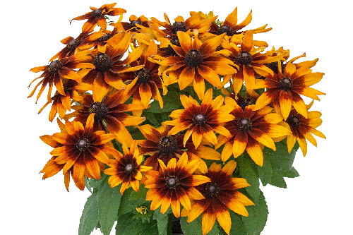 Rudbeckia SUMMERINA Sunreef