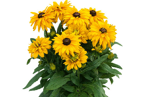 Rudbeckia SUNBECKIA Lucia