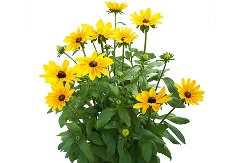 Rudbeckia SUNBECKIA Maya