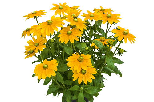 Rudbeckia SUNBECKIA Ophelia