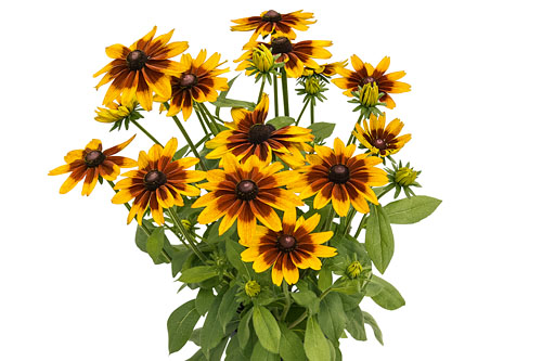 Rudbeckia SUNBECKIA Sarah