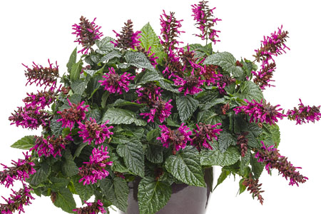 Salvia Rockin Fuchsia