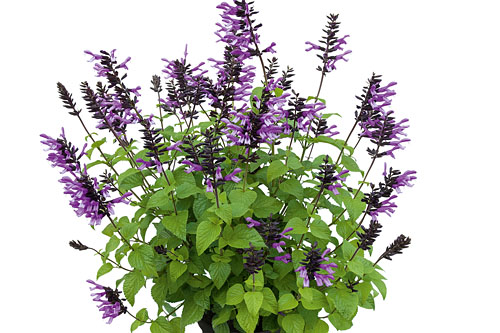 Salvia ROCKIN Lavender