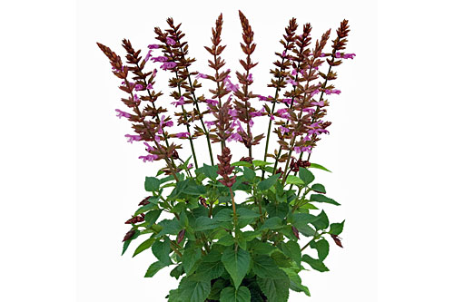 Salvia ROCKIN ROCKIN Pink