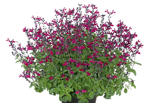 Sommertopf: Salvia VISIONAL Fuchsia