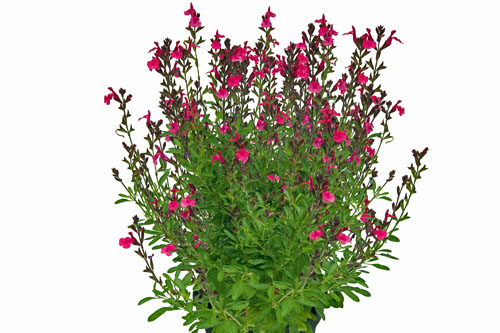 Salvia VISIONAL Hot Pink