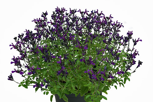 Salvia VISIONAL Purple