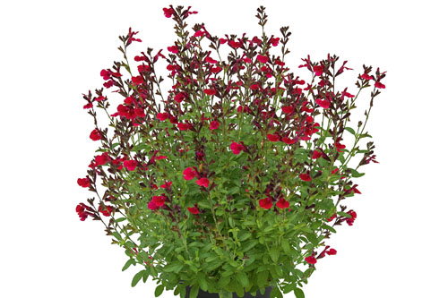 Sommertopf: Salvia VISIONAL Wine Red