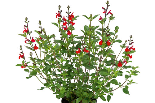 Sommertopf: Salvia VISUAL Red Sommertopf: Salvia VISUAL Red