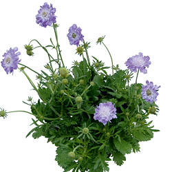 Scabiosa 'Mariposa Blue' Scabiosa 'Mariposa Blue'