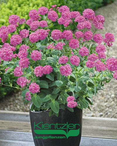 Silene 'Sparkling Rose' Silene 'Sparkling Rose'