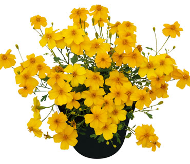 https://www.kientzler.eu/bilder/Jungpflanzen-Sortiment/Sommertopf/Tagetes-GoldMedal.jpg