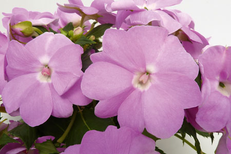 Impatiens Sunpatiens Orchid Blush Impatiens Sunpatiens Orchid Blush