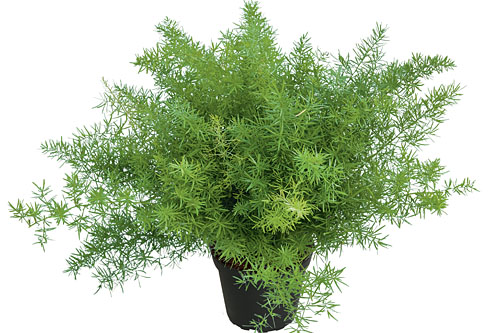 Blattschmuck: Asparagus Fuzzy Fern Frizz