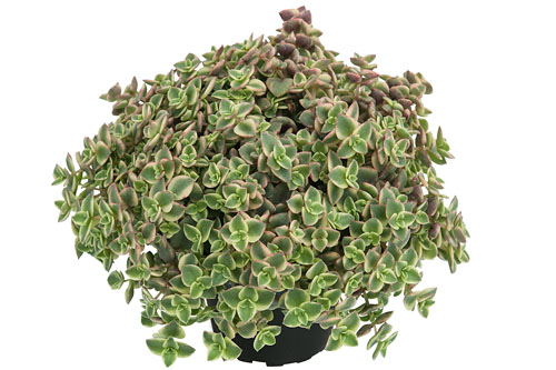Foliage Plants: Crassula  Desert Diamond