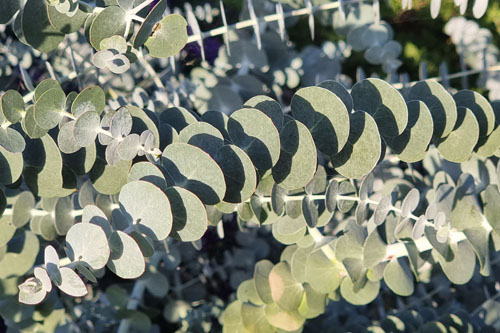 Foliage plants