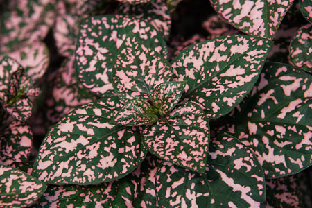 Hypoestes HIPPO Pink