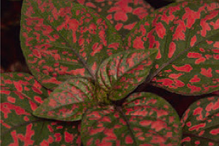 Hypoestes HIPPO Red