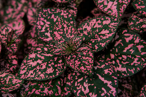 Hypoestes HIPPO Rose