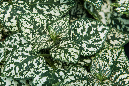 Hypoestes Hippo White