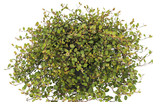 Foliage Plants: M&uuml;hlenbeckia  Golden Girl