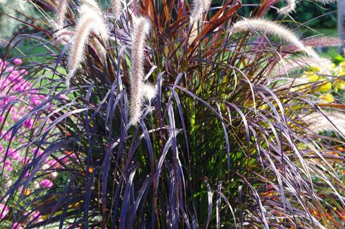 Pennisetum  Chelsea